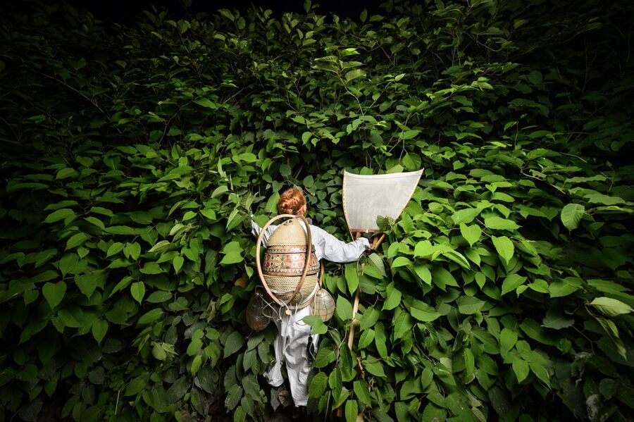 Photo of a dense green jungle with a person walking into the plants with a backpack